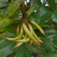 <i>Aegiceras corniculatum</i>  (L.) Blanco